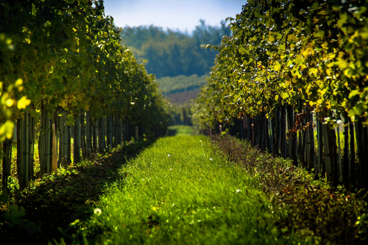 Carte vignoble Beaujolais